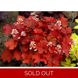 Heuchera 'Rio'